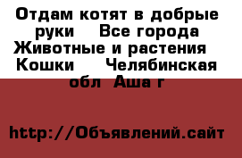 Отдам котят в добрые руки. - Все города Животные и растения » Кошки   . Челябинская обл.,Аша г.